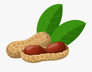 Nut Peanut Produce PNG Download