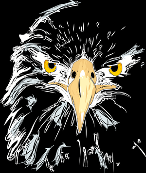 Eagles Bird Accipitridae Beak PNG Download