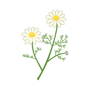 Flower Petal Roman Chamomile PNG Download