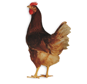 Bird Chicken Phasianidae PNG Download