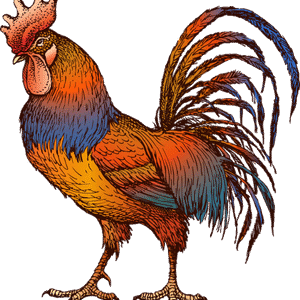 Bird Vertebrate Phasianidae PNG Download