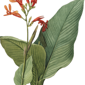 Flowering Plant Plant Stem Ginger Family PNG Download