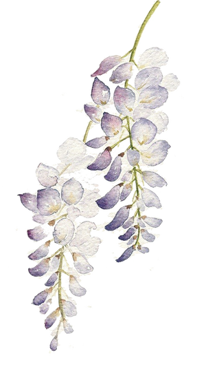 Flower Petal Blossom PNG Download