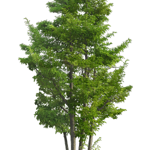 Woody Plant Evergreen Conifers PNG Download