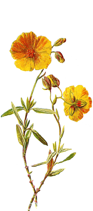 Flower Yellow Petal PNG Download