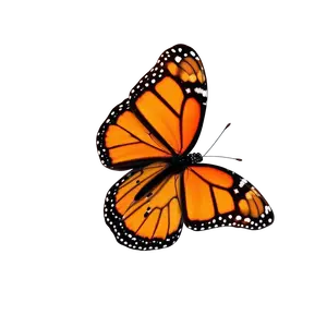 A Flying Orange Monarch Butterfly With Wings Open #3827 | Free PNG Download